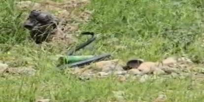 Şırnak'ta Odunların Arasından 2 Metrelik Dev Yılan Çıktı! O Anlar Kamerada