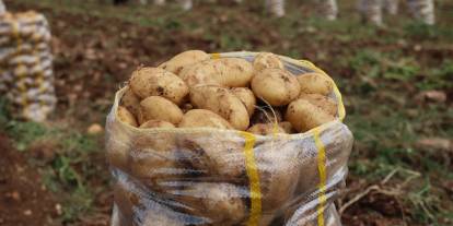 Virüslü 2 bin ton patates geri gönderildi