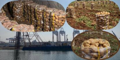 2 Bin Ton Patates Virüslü Çıktı: Türkiye İade Etti, Yerli Üretim Yeterli!