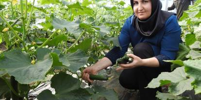 Seracı kadınlar günlük 500 kilo ürün alıyor