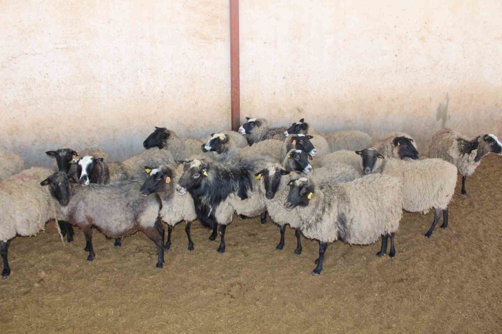 Bu koyunlar Siirt'te yetiştiriliyor - Geliri de değeri de oldukça fazlaymış