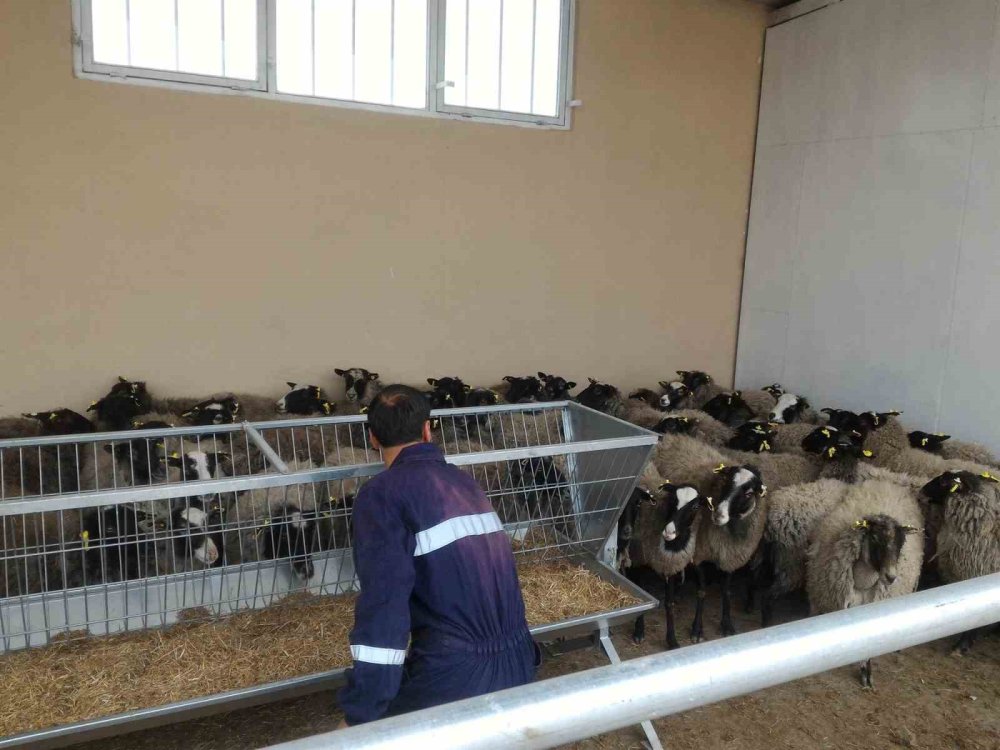 Bu koyunlar Siirt'te yetiştiriliyor - Geliri de değeri de oldukça fazlaymış