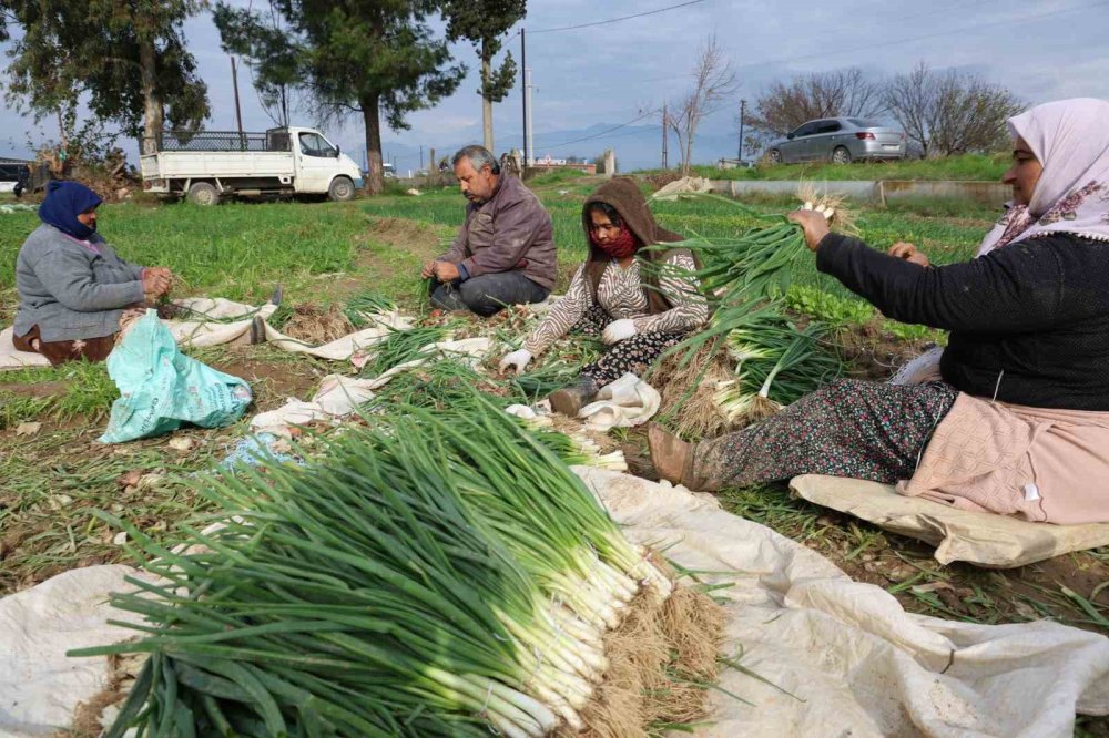 Kilosu 10 liradan alıcı buluyor! Hasat sonrasında binlerce ürün elde edildi