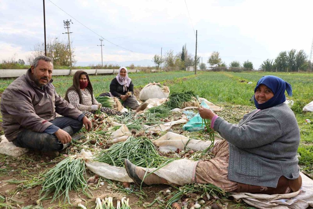 Kilosu 10 liradan alıcı buluyor! Hasat sonrasında binlerce ürün elde edildi