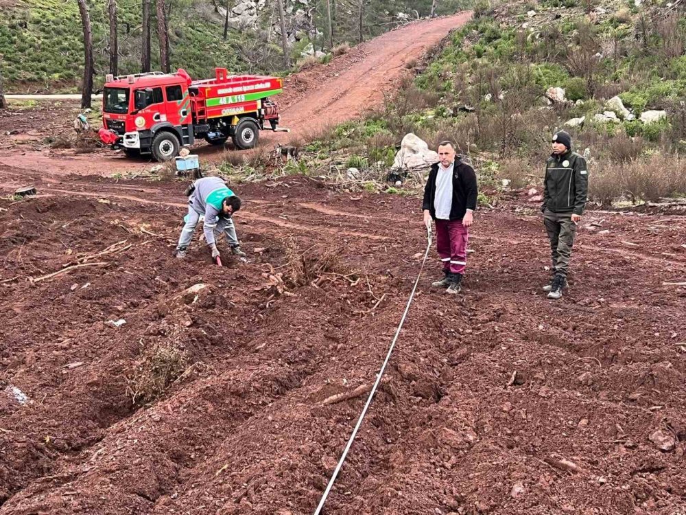 Marmaris’te kurulan bu orman Türkiye'de bir ilk oldu! Ağaçların tek bir özelliği var