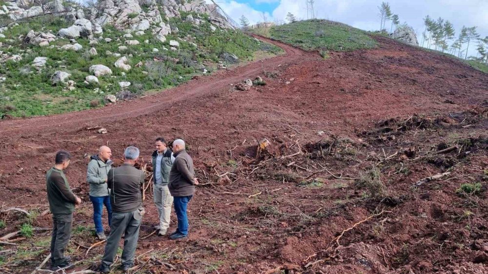 Marmaris’te kurulan bu orman Türkiye'de bir ilk oldu! Ağaçların tek bir özelliği var