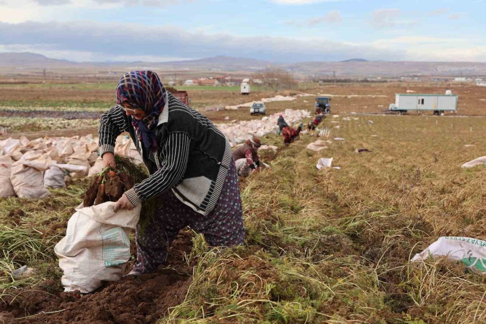 Kadınlar elle tek tek hasat ediyor! Şimdi Konya'dan dünya pazarına açılacaklar