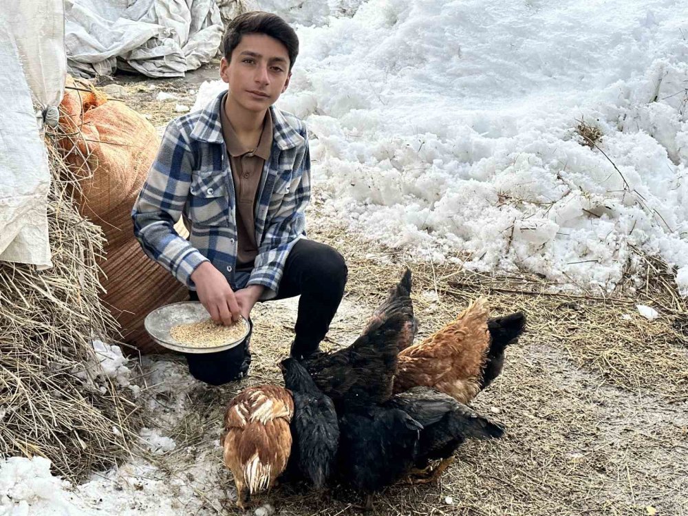 Hakkari Yüksekova'da görülmemiş girişim: Yatak odasında civciv üretimi