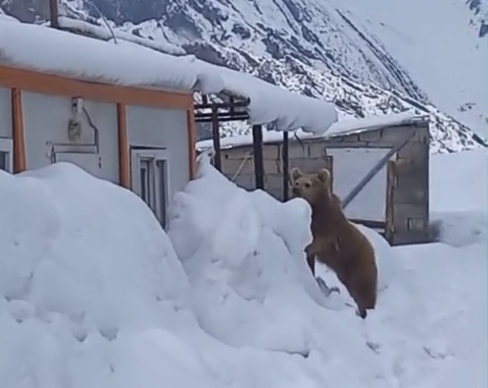 Hakkari Yüksekova'da korkutan olay! Kış uykusuna yatmayan ayı şantiyeye girdi