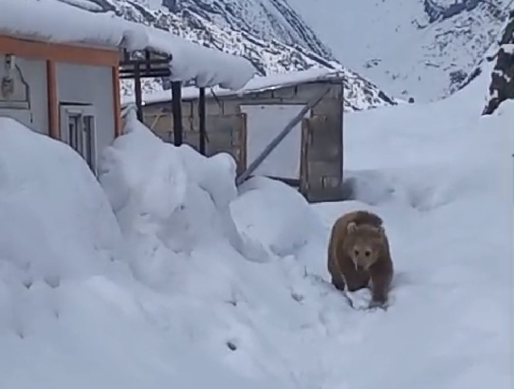 Hakkari Yüksekova'da korkutan olay! Kış uykusuna yatmayan ayı şantiyeye girdi