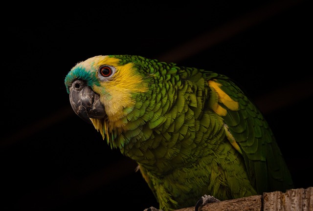 parrot-7393413-640.jpg