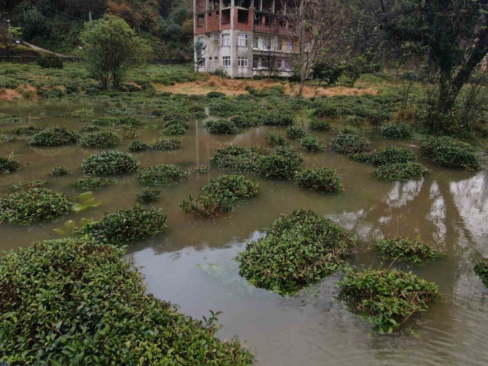 Rize’deki şiddetli yağışlardan tarım arazileri de nasibini aldı