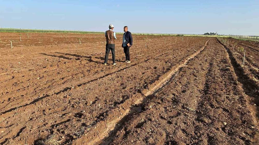 Son dönemde çok kazandırdığı için o ürünün yetiştiriciliğine rağbet artıyor