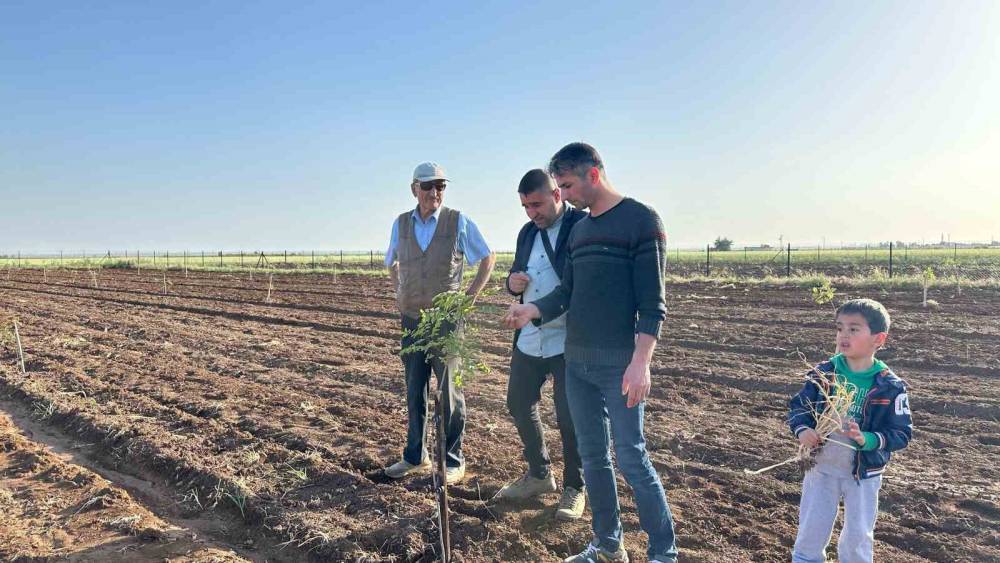 Son dönemde çok kazandırdığı için o ürünün yetiştiriciliğine rağbet artıyor
